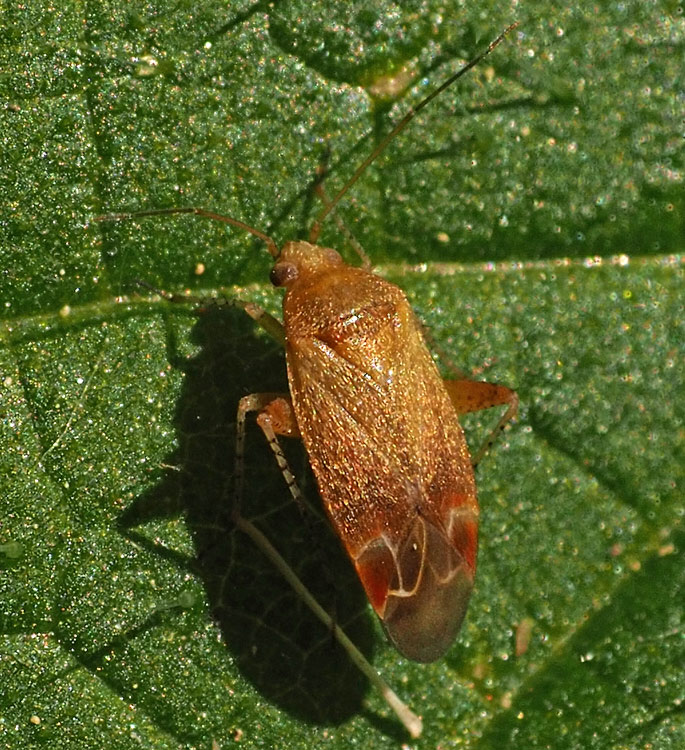 Vielfarbige Forstwanze, Psallus varians